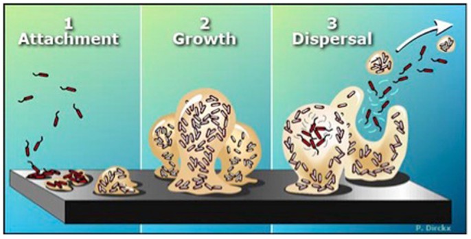 Biofilm Life Cycle in Bladder